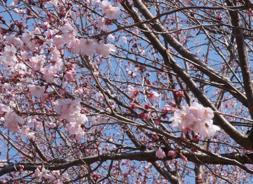 公園の桜.jpg