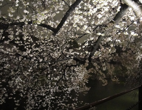 夜桜１.jpg