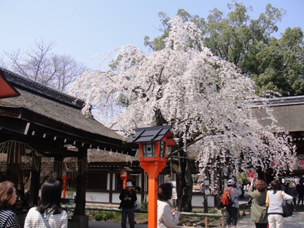平野神社２.jpg
